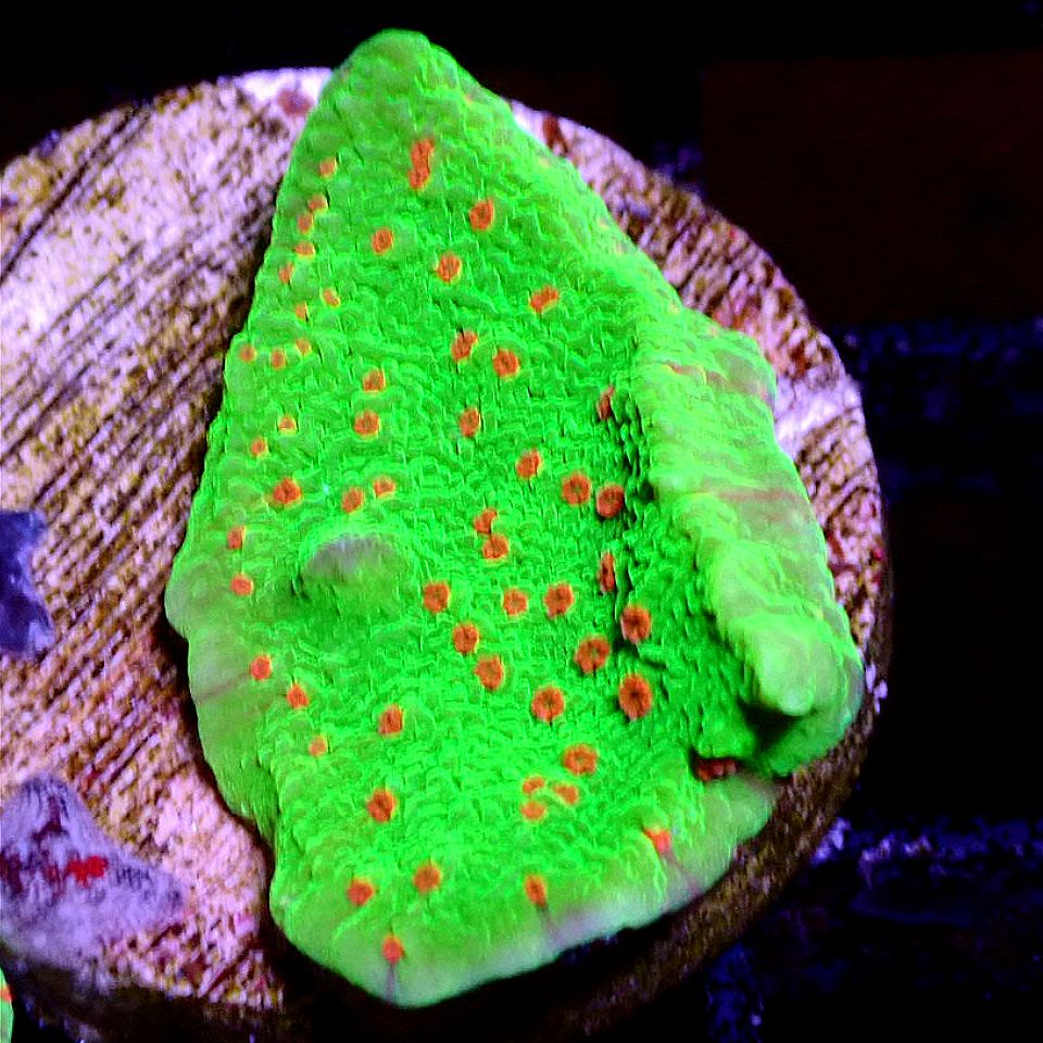 HOLLY JOLLY MONTIPORA - WYSIWYG