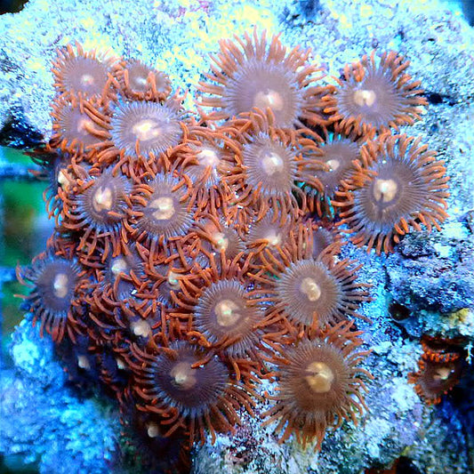 ORANGE ZOANTHID ROCK - WYSIWYG