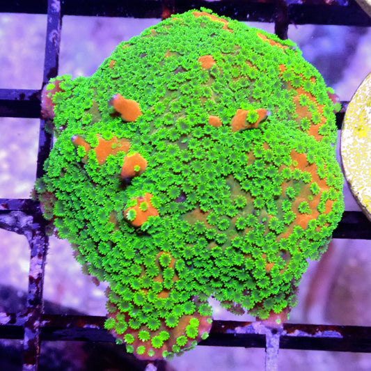 Sunset Montipora - WYSIWYG