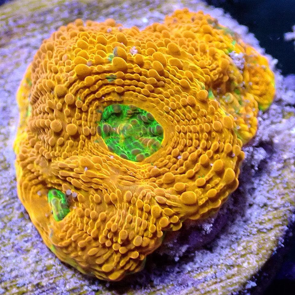 Orange Crush Acan Echinata LPS coral frag for reef aquarium