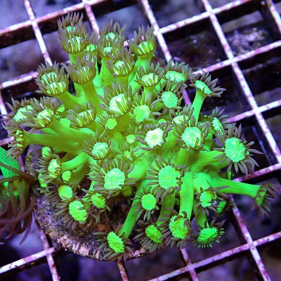 Neon Flowerpot Colony WYSIWYG LPS coral frag for reef aquarium