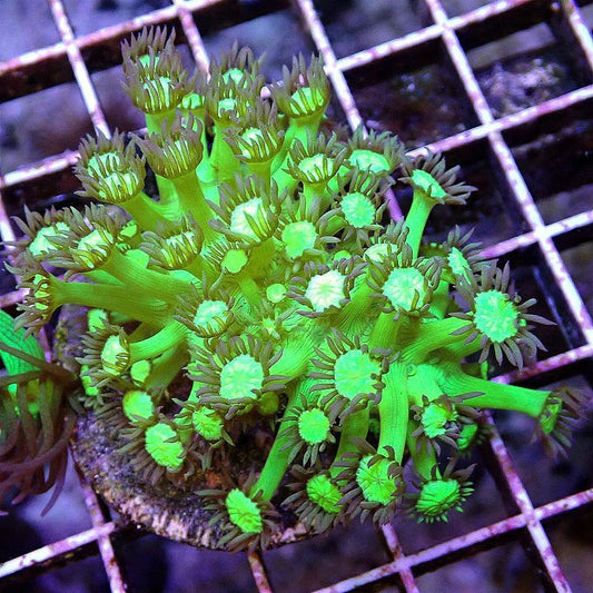 Neon Flowerpot Colony WYSIWYG LPS coral frag for reef aquarium