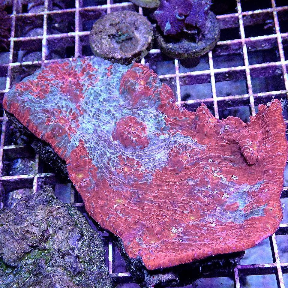 Ultra Chalice Colony WYSIWYG LPS coral frag for reef aquarium