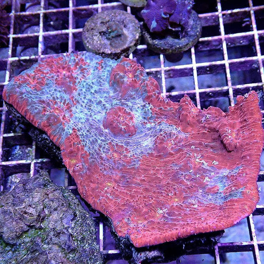 Ultra Chalice Colony WYSIWYG LPS coral frag for reef aquarium