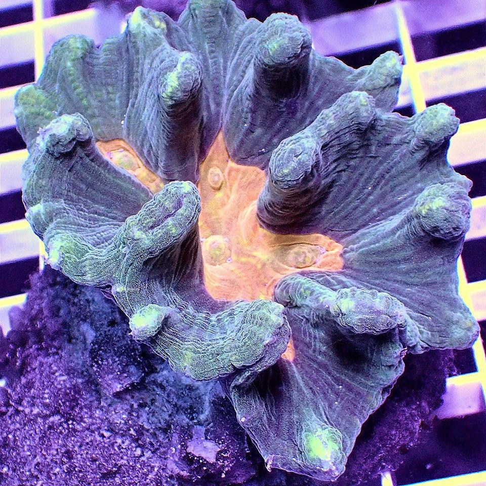 Flaming Pectinia WYSIWYG LPS coral frag for reef aquarium