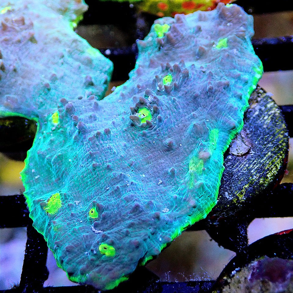 Alien Eye Chalice LPS coral frag for reef aquarium