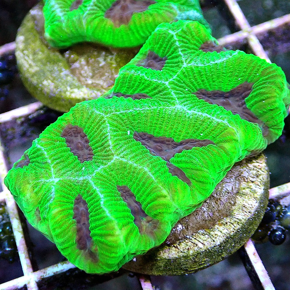Joker Brain Coral LPS coral frag for reef aquarium