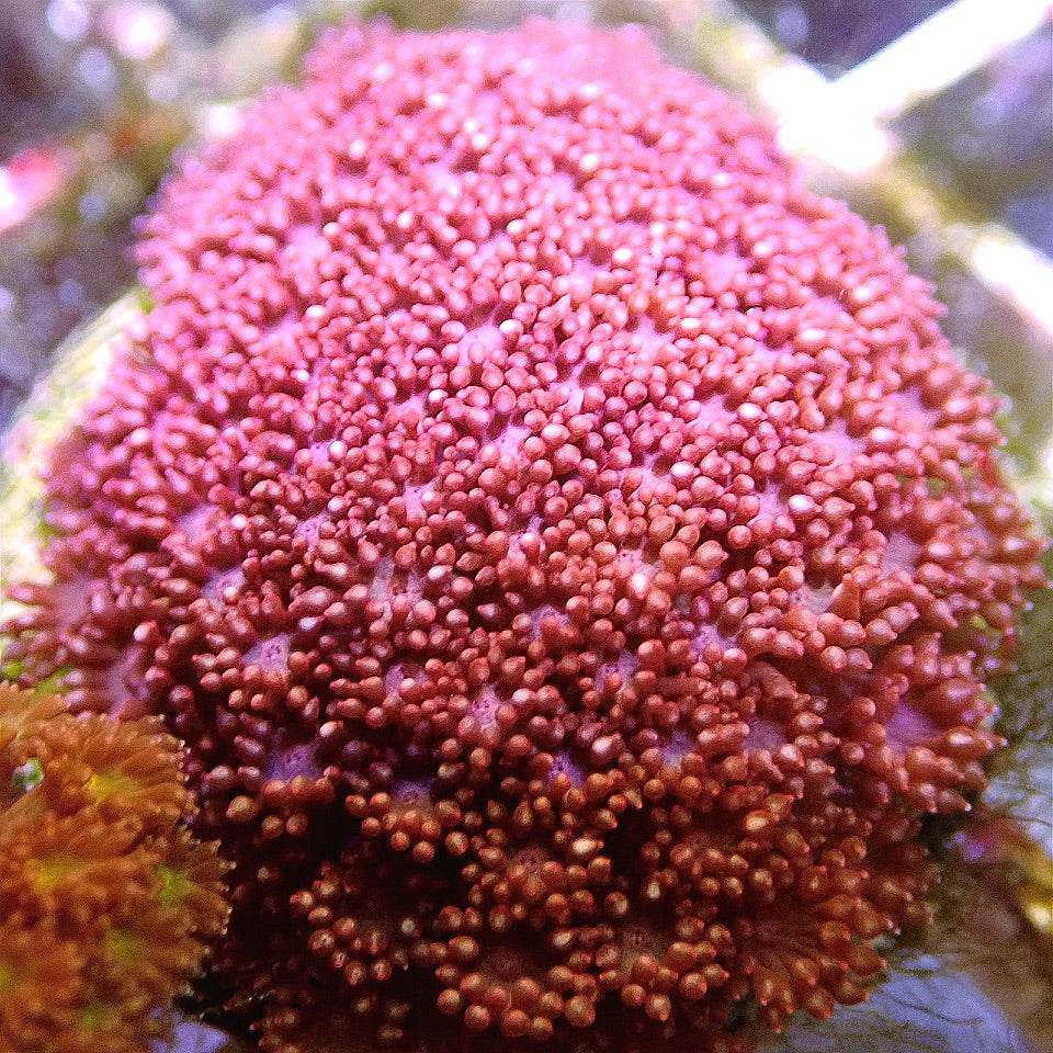 Pink Short Polyp Flowerpot LPS coral frag for reef aquarium