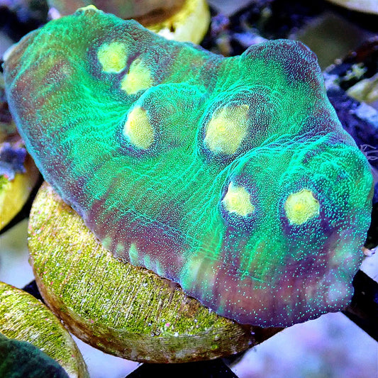 Space Invader Chalice LPS coral frag for reef aquarium