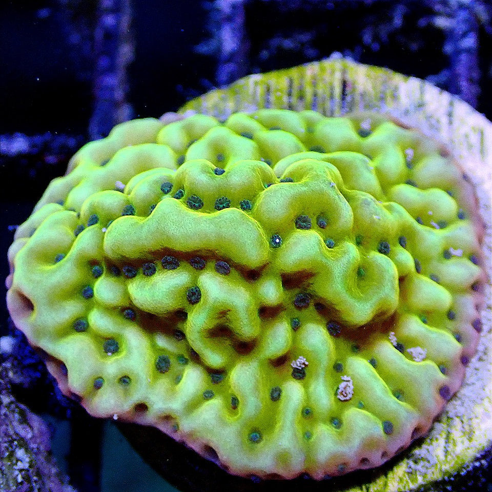 ASD Rainbow Phoenix Montipora SPS coral frag for reef aquarium