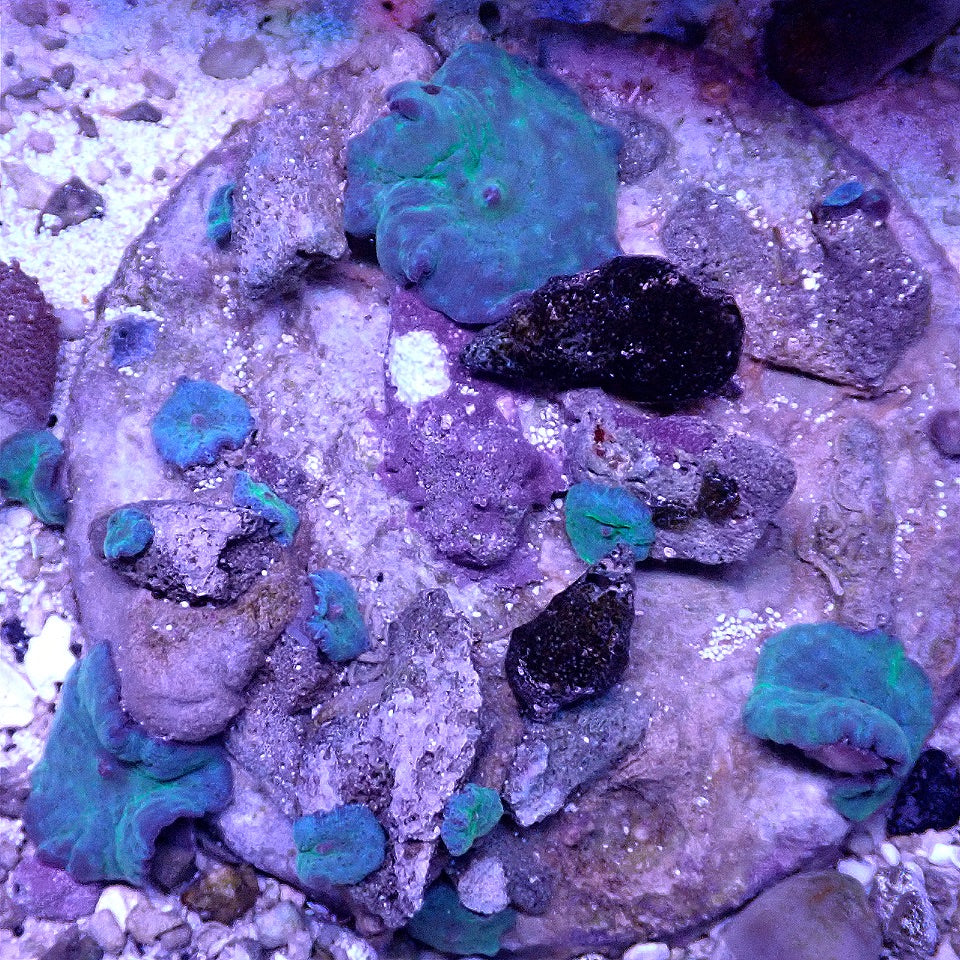 Blue Mushroom Colony WYSIWYG SOFT CORAL coral frag for reef aquarium