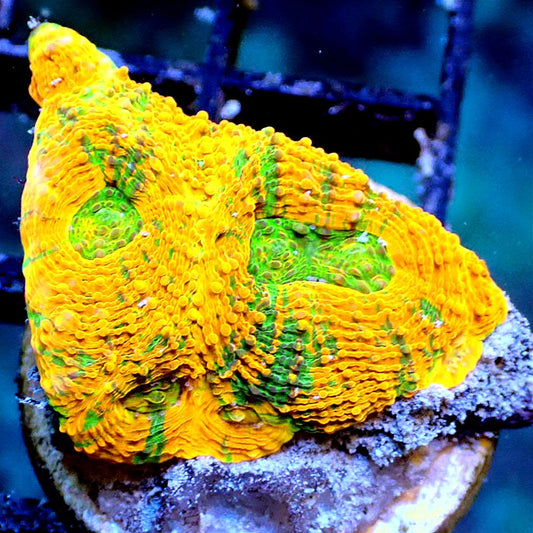 ORANGE CRUSH ACAN - WYSIWYG