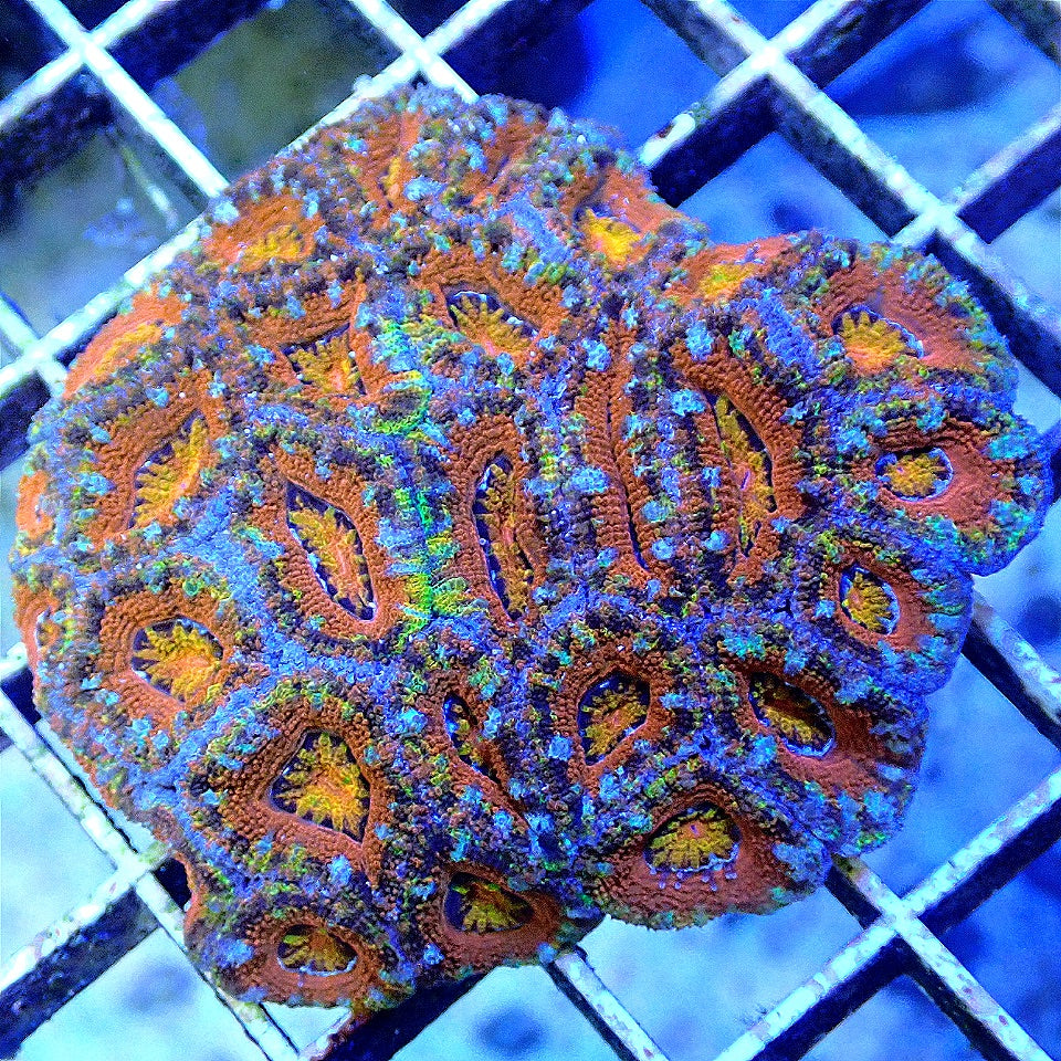 Ultra Acan Colony - WYSIWYG