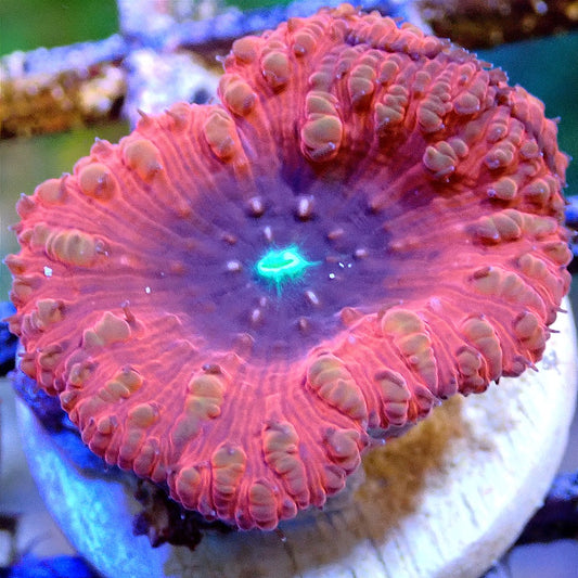 Ultra Blasto Wellsi WYSIWYG LPS coral frag for reef aquarium