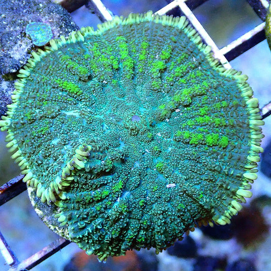 Lemon Squeeze Bounce Shroom - WYSIWYG SOFT CORAL coral frag for reef aquarium