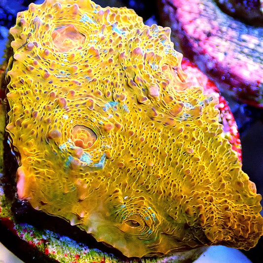 Orange Rainbow Chalice LPS coral frag for reef aquarium