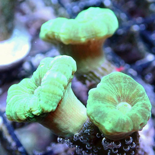 GREEN TRUMPET CORAL - WYSIWYG