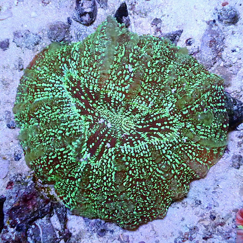 ACANTHOPHYLLIA DONUT CORAL - WYSIWYG