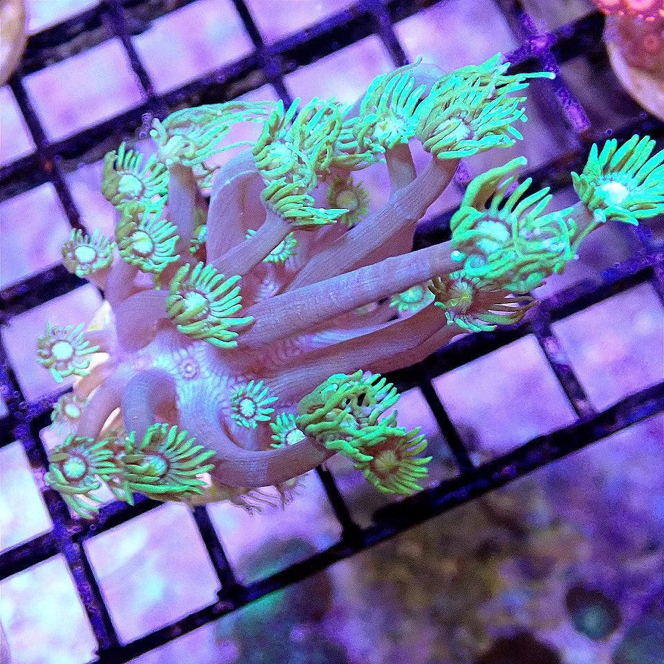 Justincredible Flowerpot WYSIWYG LPS coral frag for reef aquarium