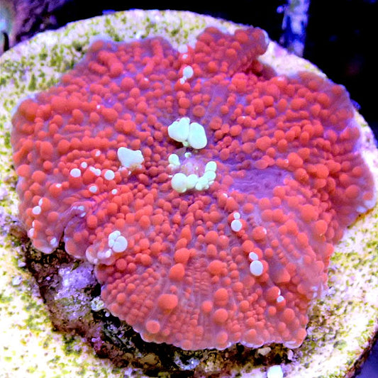 BLOOD DIAMOND SHROOM - WYSIWYG