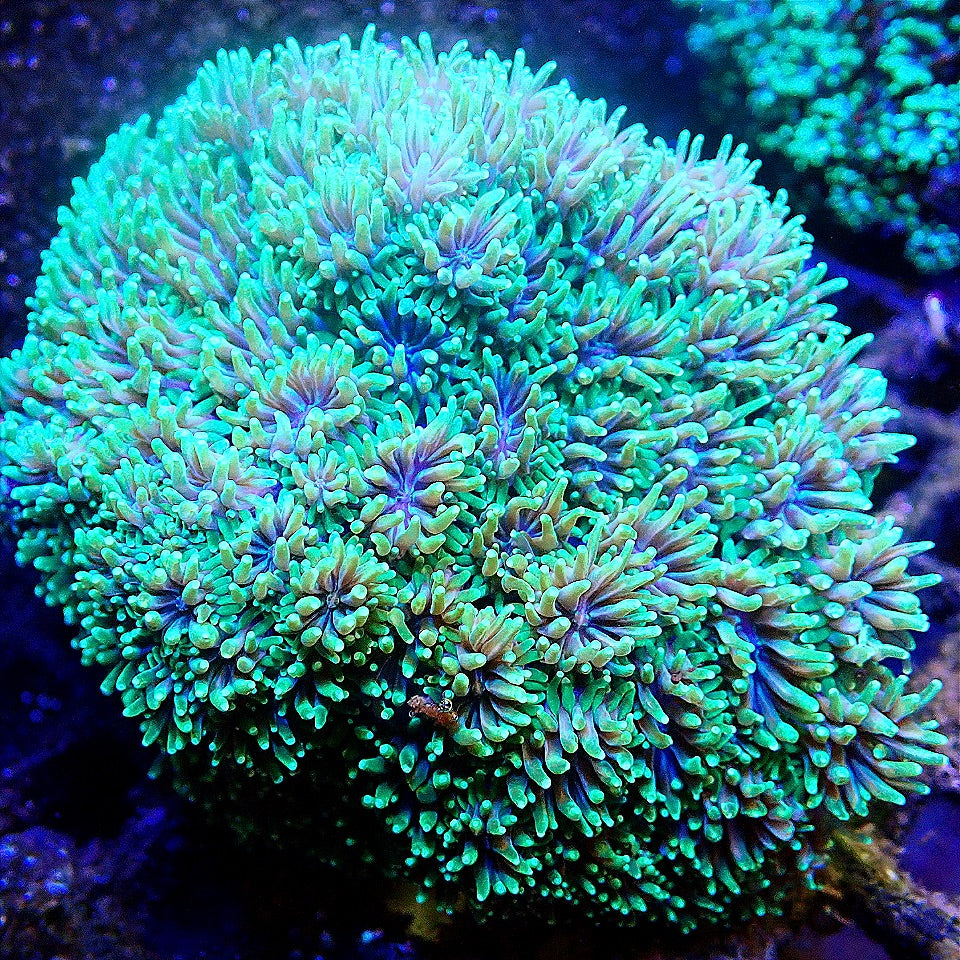 Galaxy Coral - WYSIWYG