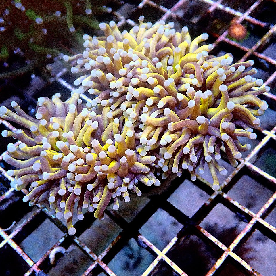 Aussie Gold Torch 2 Polyp - WYSIWYG