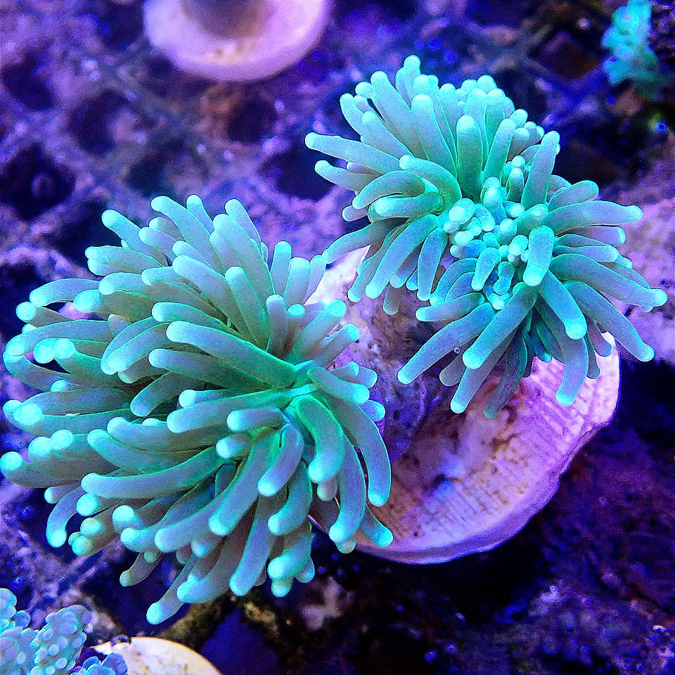 Neon Torch Coral - WYSIWYG