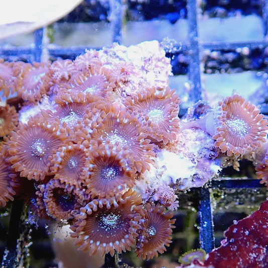 ZOANTHID ROCK - WYSIWYG