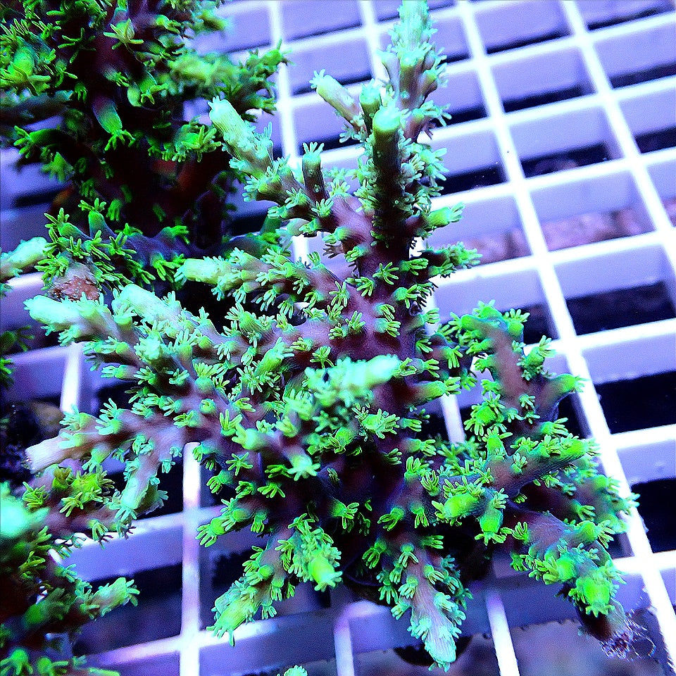 ORA PURPLE PLASMA ACRO WYSIWYG