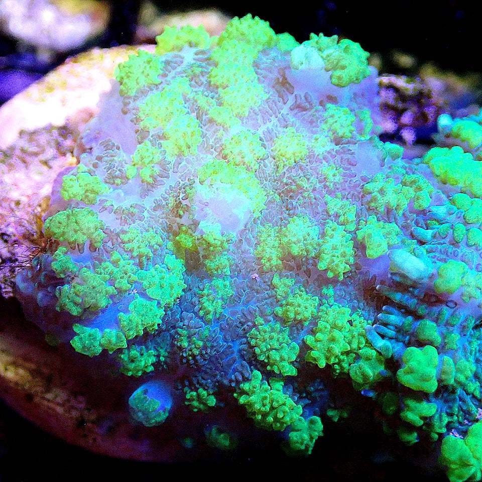 NEON BOUNCE SHROOM WYSIWYG