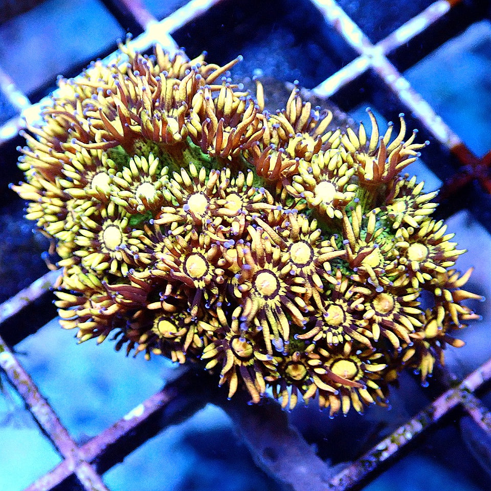 Rainbow Flowerpot Goniopora
