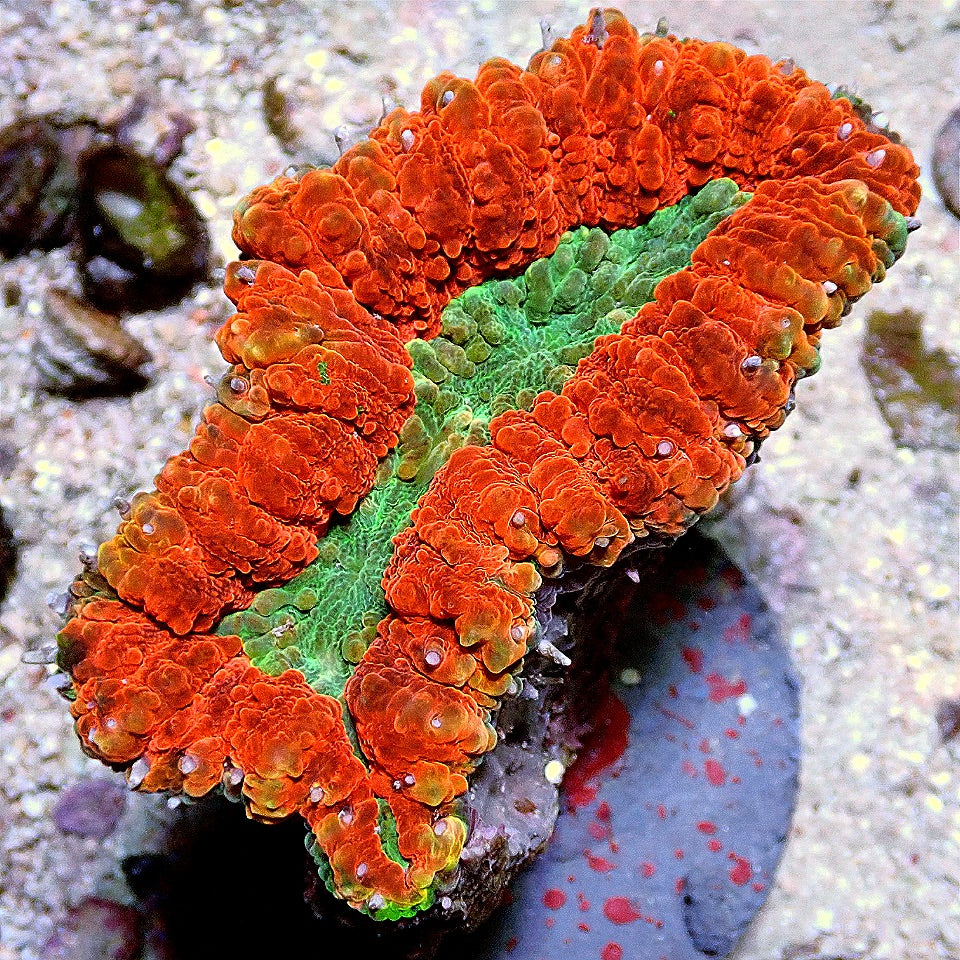 ULTRA LOBOPHYLLIA WYSIWYG
