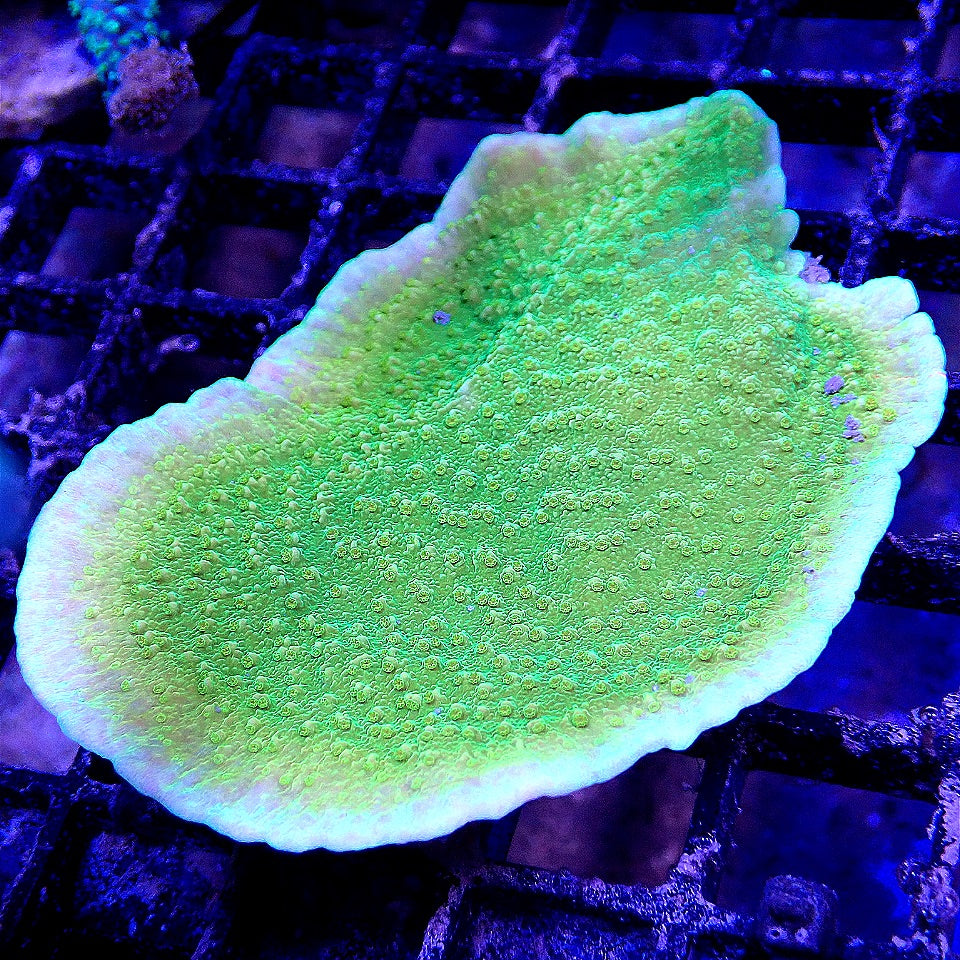 GREEN PLATE MONTIPORA WYSIWYG