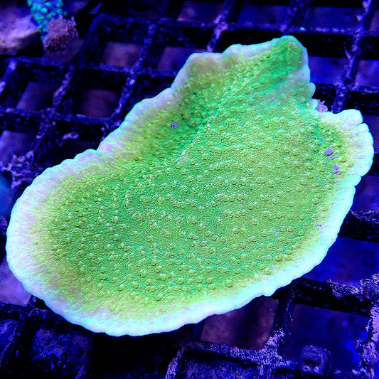 GREEN PLATE MONTIPORA WYSIWYG SPS coral frag for reef aquarium