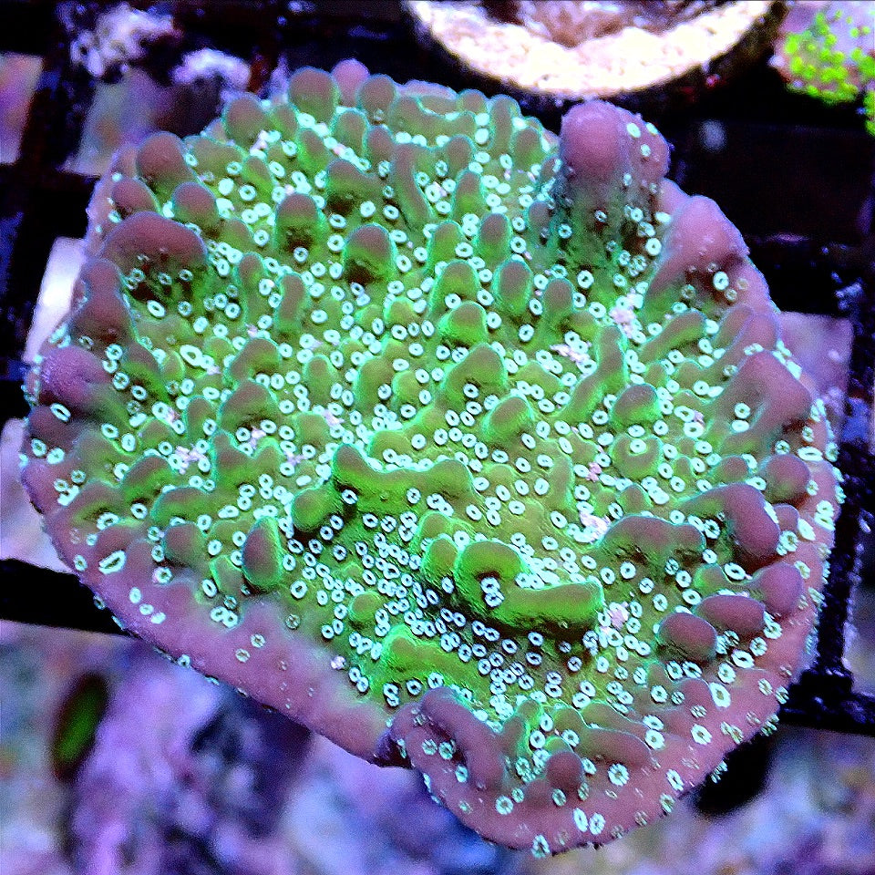 SUPERNATURAL MONTIPORA WYSIWYG