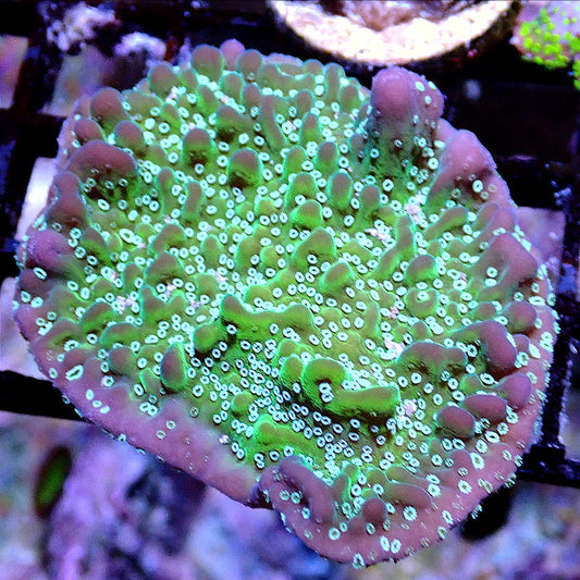 SUPERNATURAL MONTIPORA WYSIWYG SPS coral frag for reef aquarium