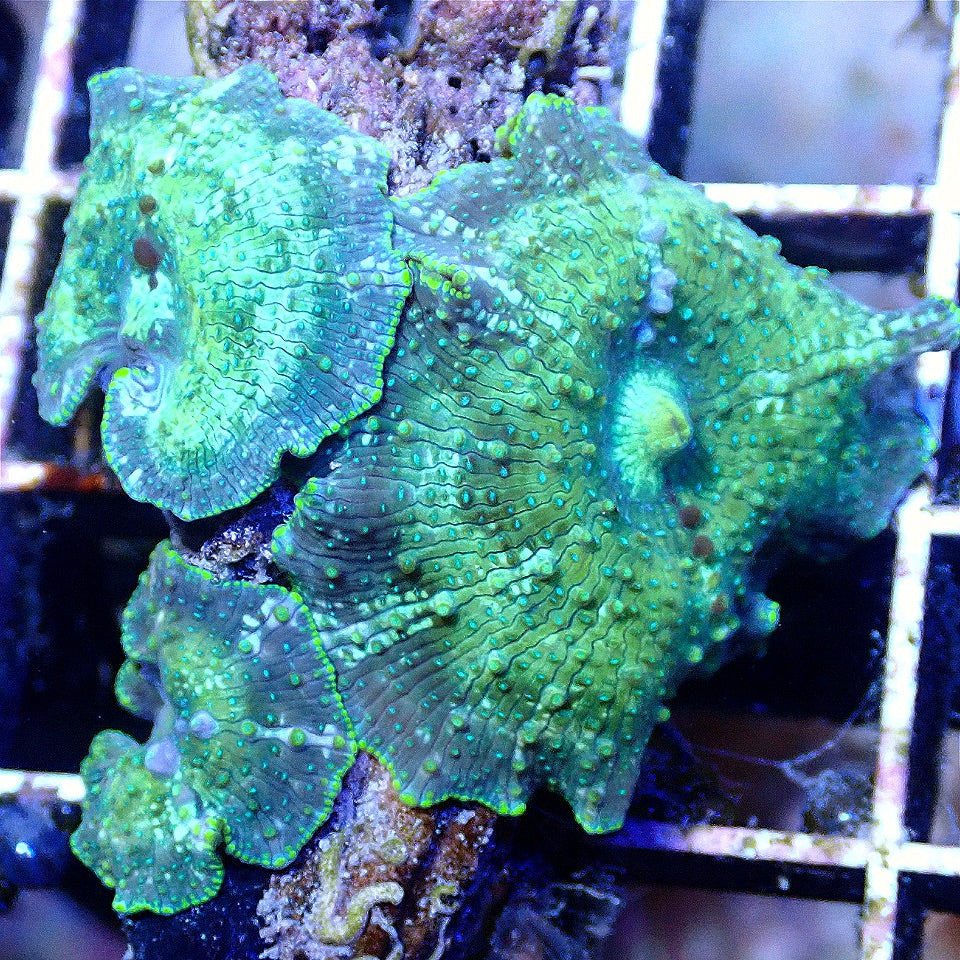 DISCOSOMA SHROOM COLONY WYSIWYG