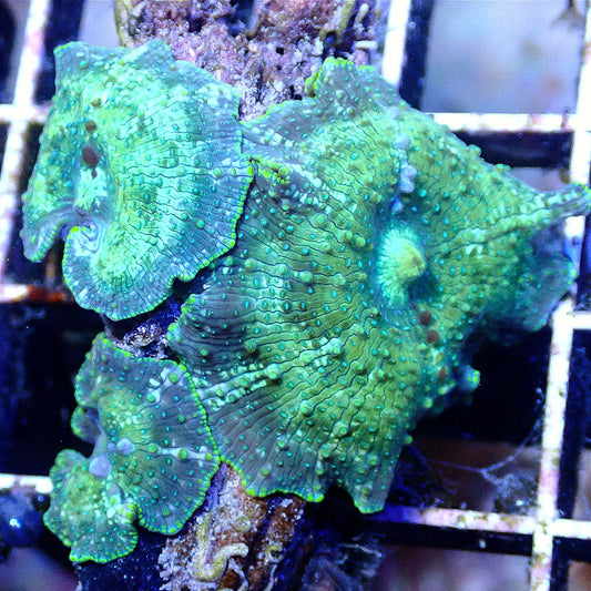 DISCOSOMA SHROOM COLONY WYSIWYG SOFT CORAL coral frag for reef aquarium