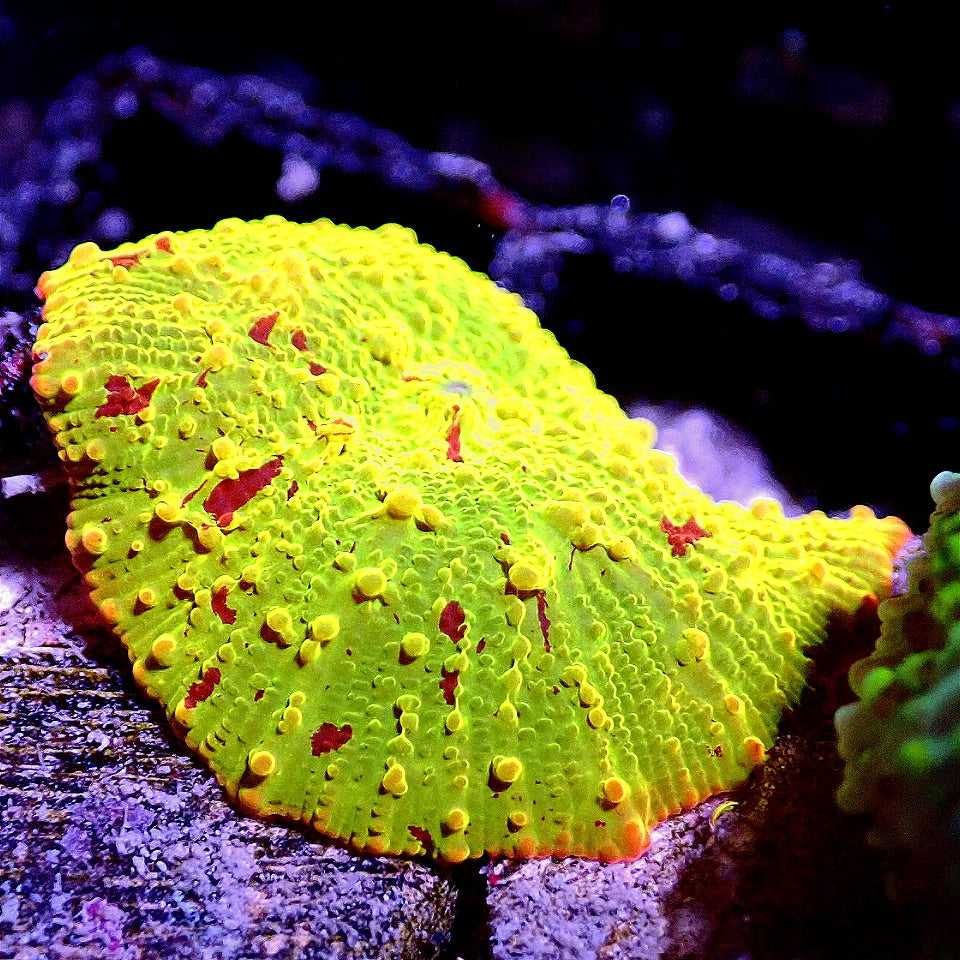 JAWBREAKER SHROOM WYSIWYG