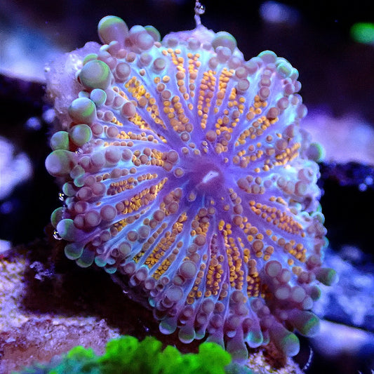 ULTRA ROCORDIA YUMA WYSIWYG SOFT CORAL coral frag for reef aquarium