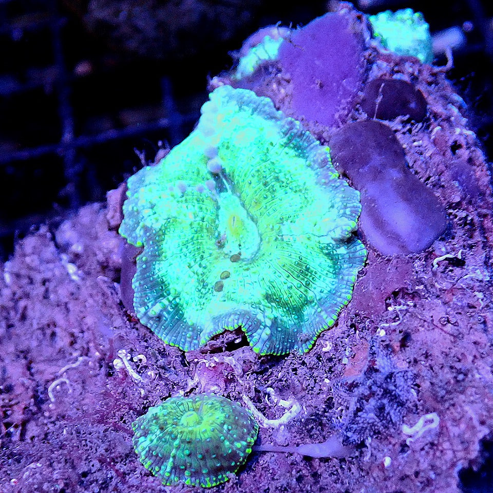 DISCOSOMA MUSHROOM COLONY WYSIWYG