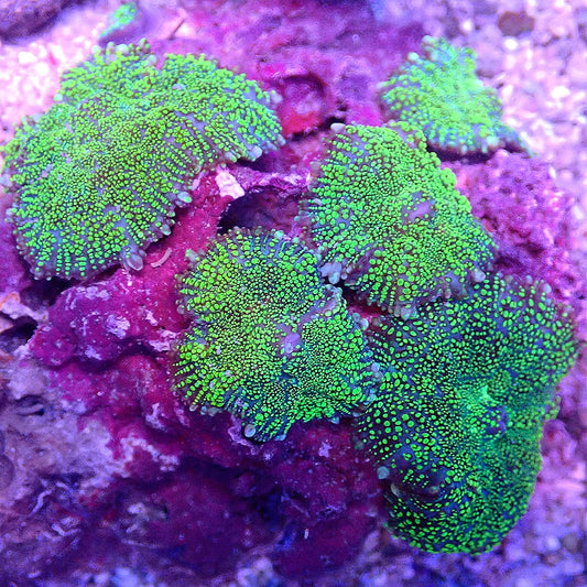 NEON MUSHROOM COLONY WYSIWYG SOFT CORAL coral frag for reef aquarium