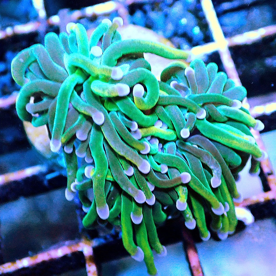 RAPUNZEL HOLY GRAIL TORCH CORAL WYSIWYG
