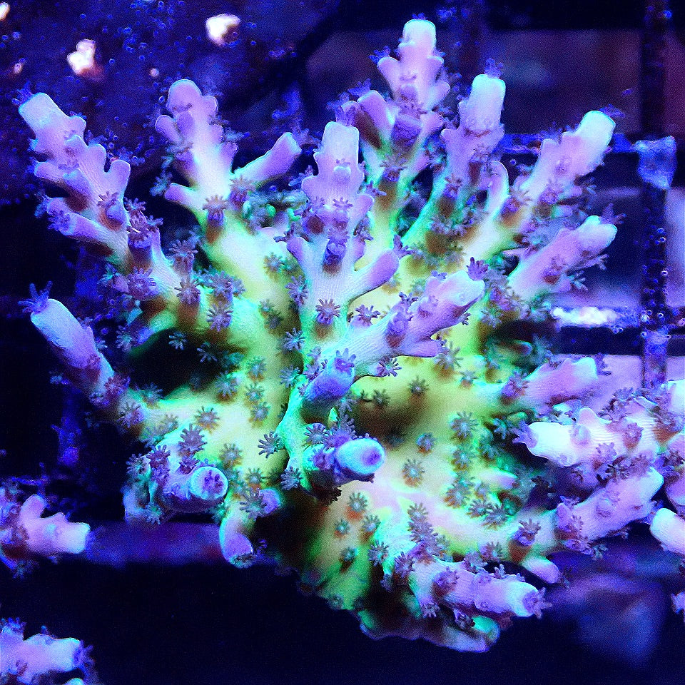 Miyagi Tort Acro Mini Colony WYSIWYG