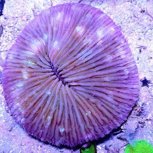Purple Fungi WYSIWYG LPS coral frag for reef aquarium