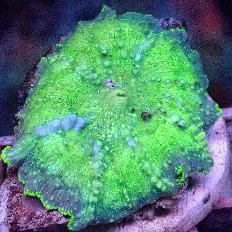 Bounce Shroom WYSIWYG