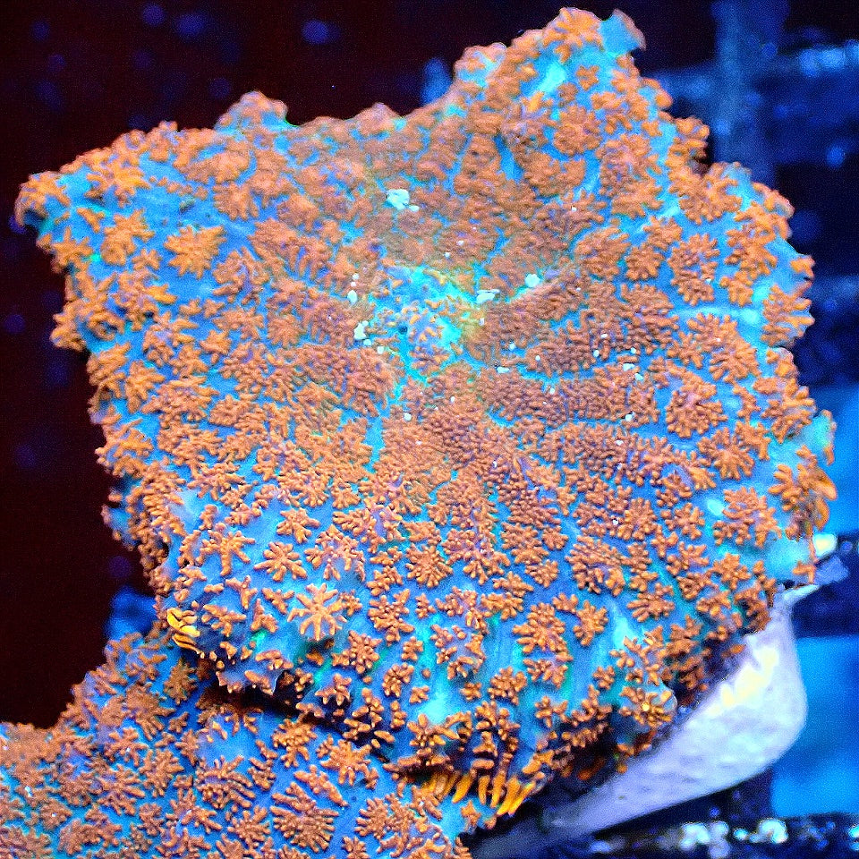 Superman Shroom WYSIWYG