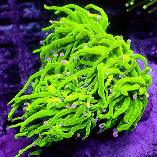 ULTRA TORCH COLONY WYSIWYG