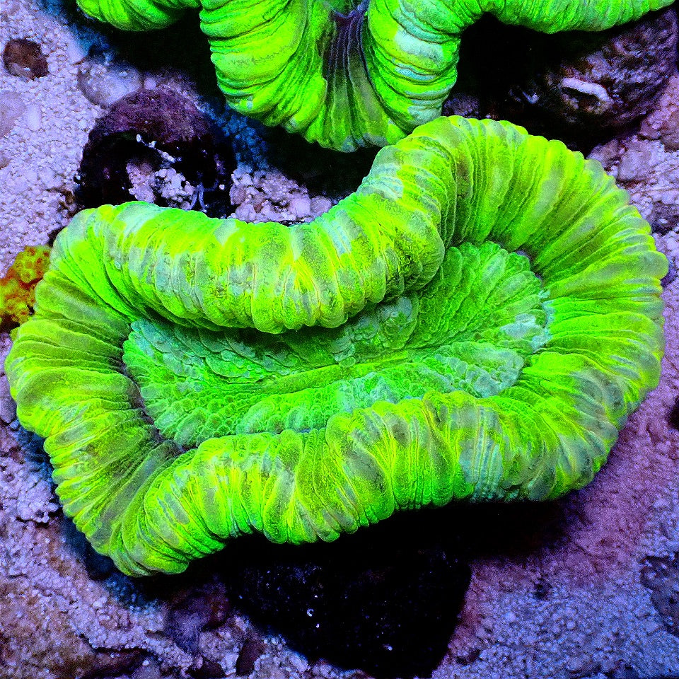 OPEN BRAIN CORAL WYSIWYG