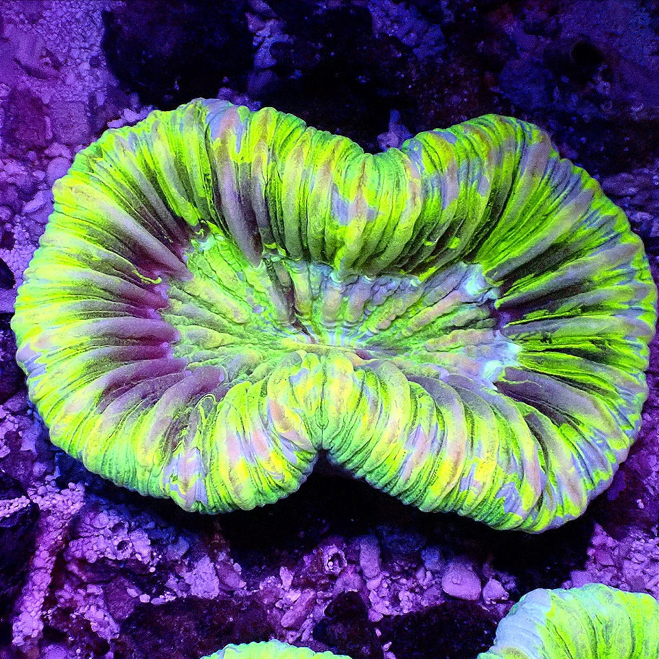 OPEN BRAIN CORAL WYSIWYG LPS coral frag for reef aquarium